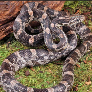 Yearling Anery Cornsnake for sale.