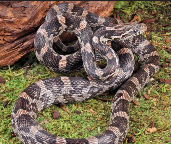Yearling Anery Cornsnake for sale.