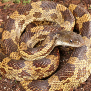 Texas Ratsnake for sale.