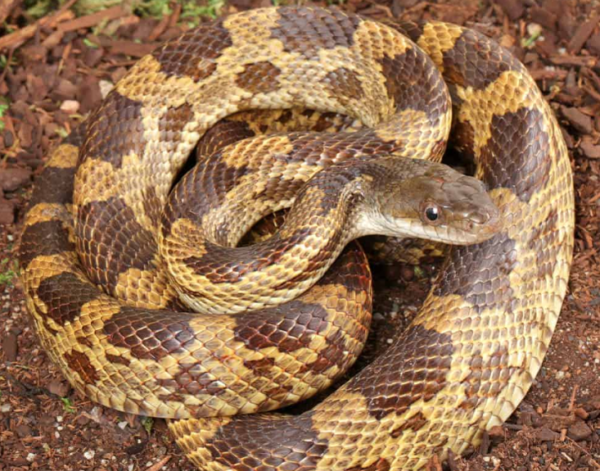 Texas Ratsnake for sale.