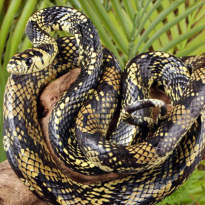 Nicaraguan Tiger Ratsnake for sale.