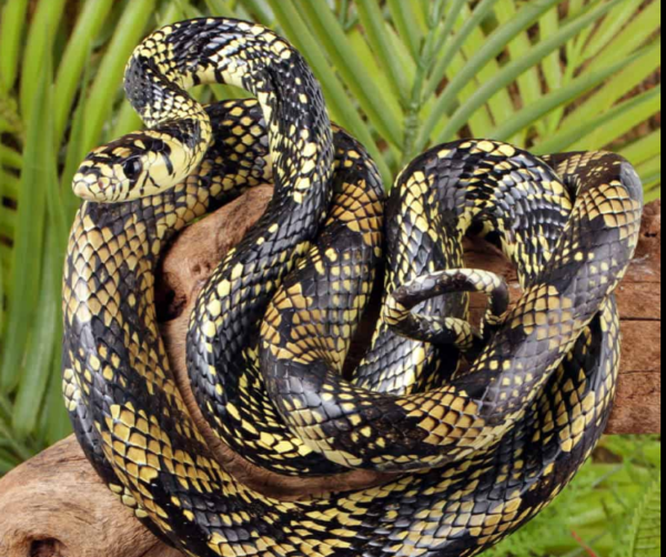 Nicaraguan Tiger Ratsnake for sale.