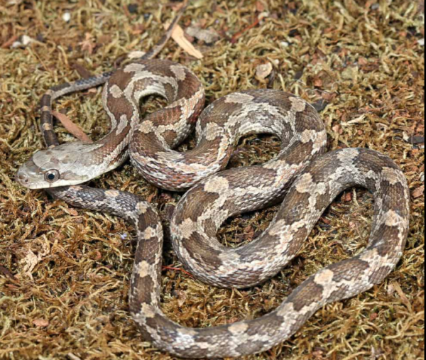 Baby Texas Ratsnake for sale.