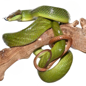 Red Tailed Green Ratsnake for sale.