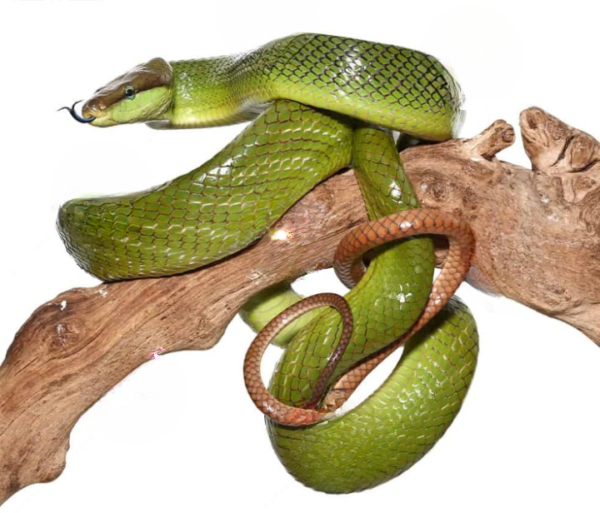 Red Tailed Green Ratsnake for sale.