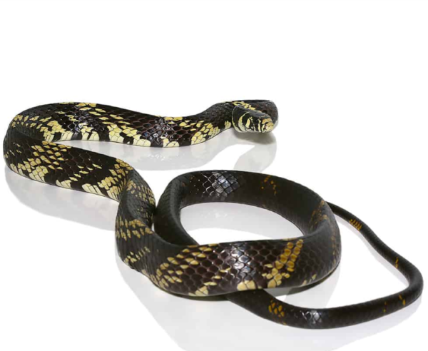 Adult Guyana Tiger Ratsnake for sale.