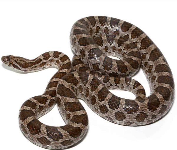Great Plains Ratsnake for sale.