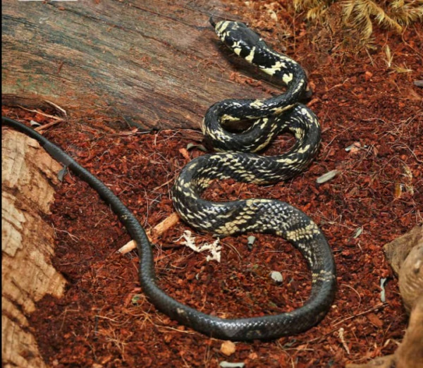 C.B. Baby Guyana Tiger Ratsnake for sale.