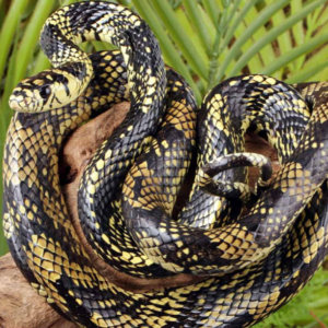 Female Nicaraguan Tiger Ratsnake