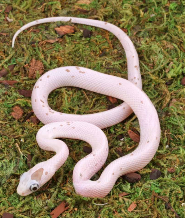 Baby Anery Palmetto Cornsnake for sale.
