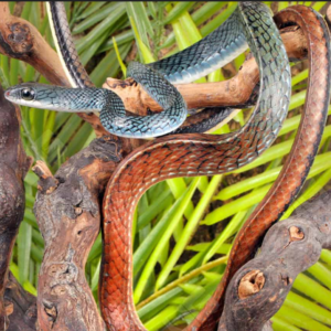 Tricolor White Bellied Ratsnake for sale.