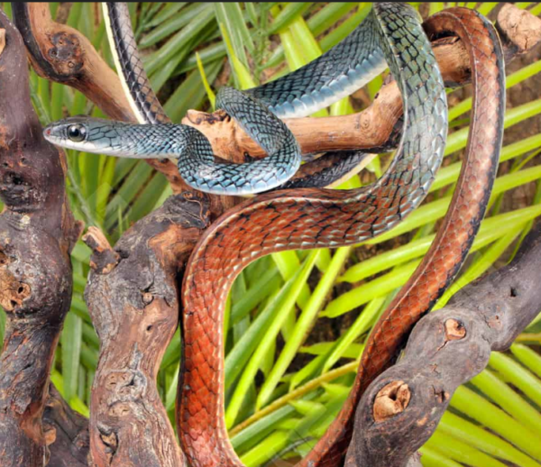 Tricolor White Bellied Ratsnake for sale.