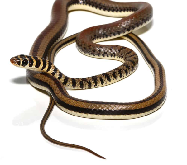 Ornate Olympic Snake Pair for sale.