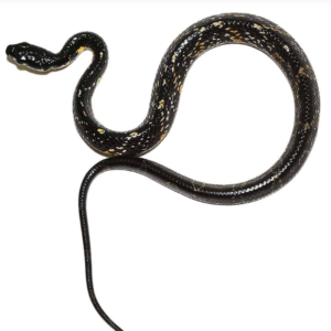 Hatchling Suriname Tiger Ratsnake