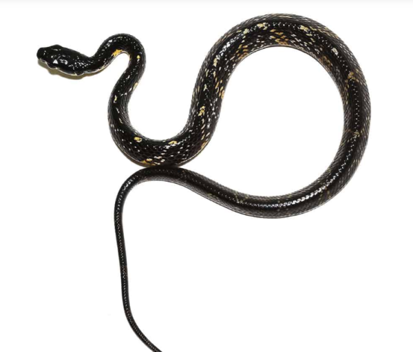 Hatchling Suriname Tiger Ratsnake