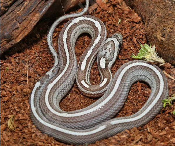 Baby Striped Ghost Cornsnake for sale.