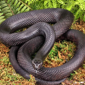 C.B. Adult Black Pine Snake for sale.