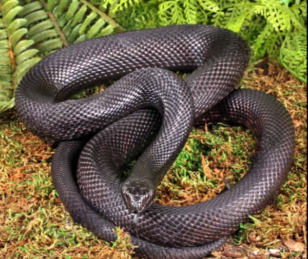 C.B. Adult Black Pine Snake for sale.
