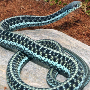 Adult Male Electric Blue Garter