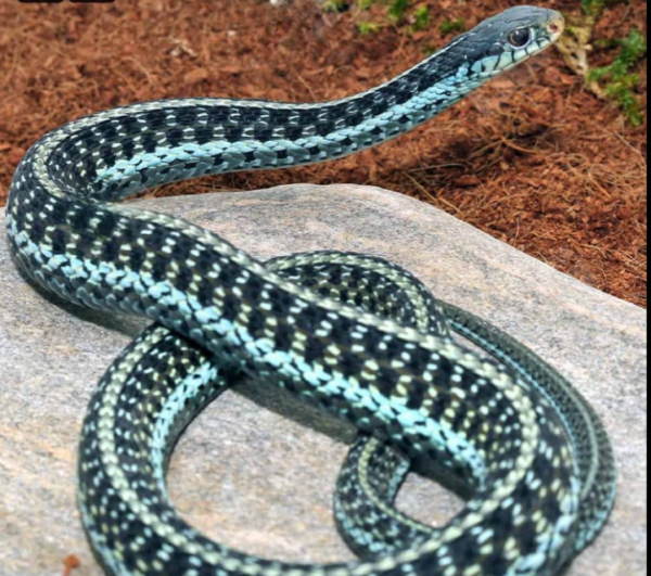 Adult Male Electric Blue Garter