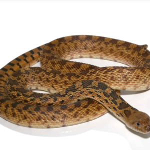 Adult Gopher Snake for sale.