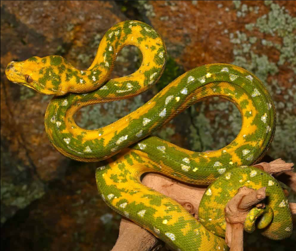 “Two Face” Biak Green Tree Python
