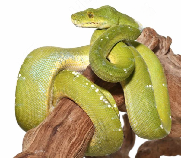 Adult Sorong Green Tree Python for sale