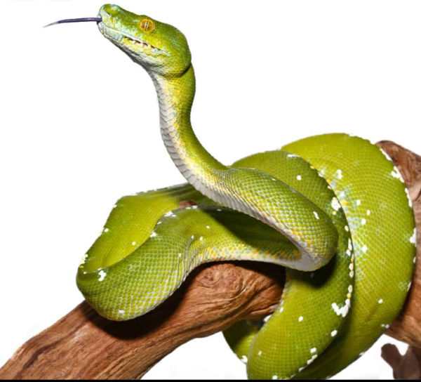 Adult Female Aru Green Tree Python #3