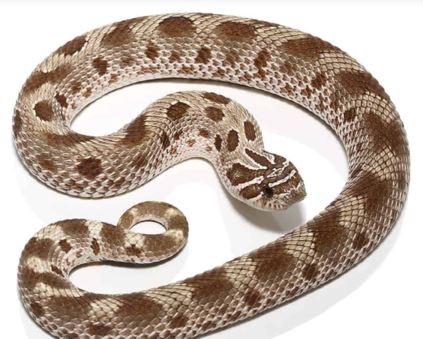 Toffee Anaconda Western Hognose Snake