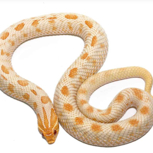 Albino Anaconda Western Hognose Snake