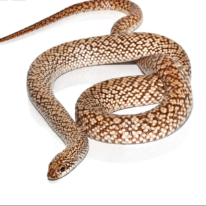 Speckled Hognose Snake for sale.