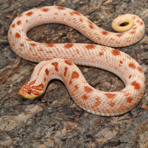 Adult Female Albino Western Hognose Snake