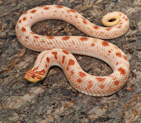 Adult Female Albino Western Hognose Snake