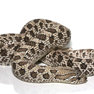 Adult Female Axanthic Hognose Snake