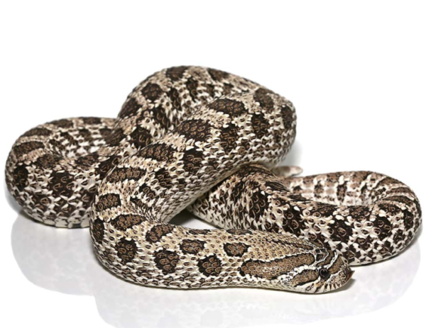 Adult Female Axanthic Hognose Snake