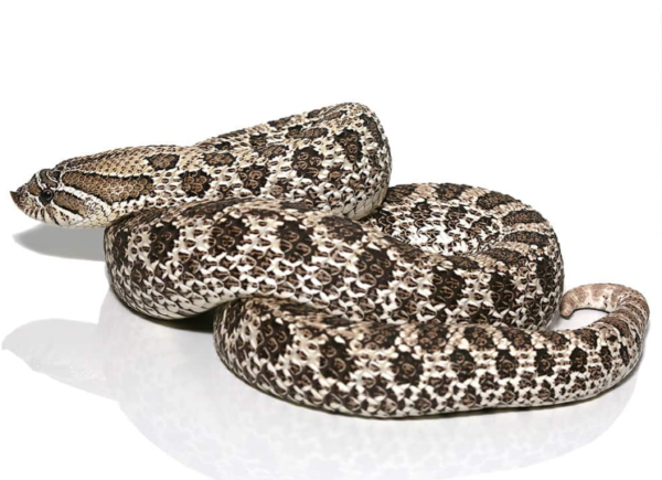 Adult Female Axanthic Hognose Snake - Image 2