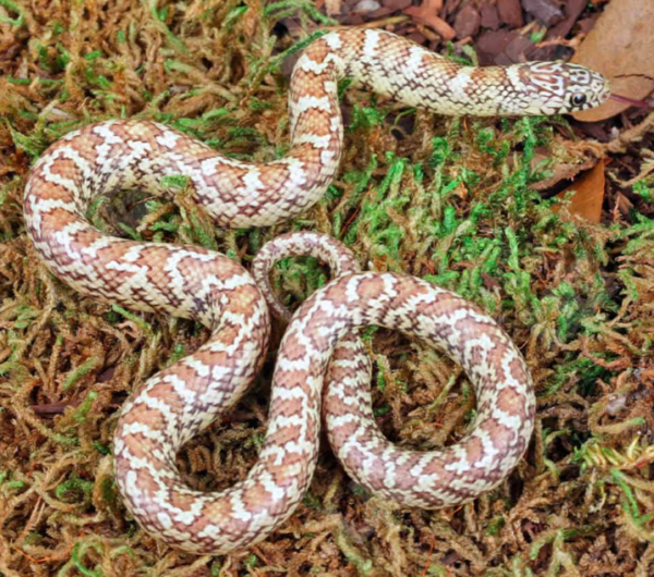Hyperaxanthic Florida Kingsnake for sale