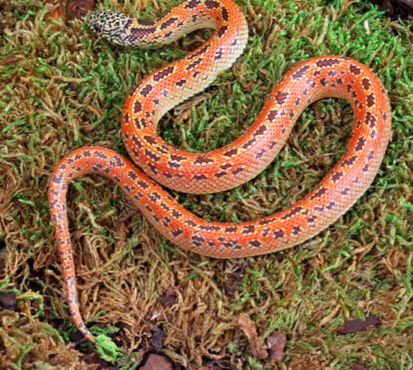 Baby Hypo Mosaic Florida Kingsnake