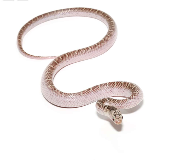 Yearling White Sided Florida Kingsnake