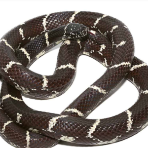 Chain Kingsnake for sale