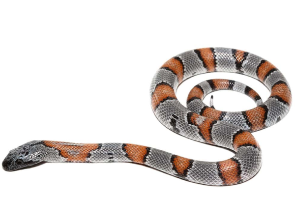 Baby Gray Banded Kingsnake for sale.