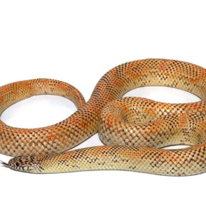 Adult Hypo Blotched Kingsnake for sale.