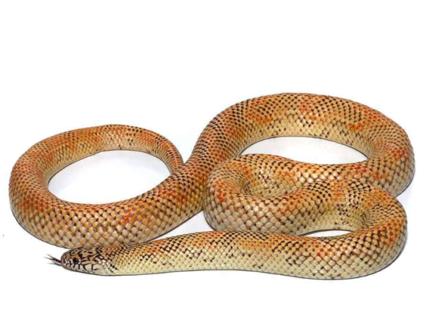 Adult Hypo Blotched Kingsnake for sale.