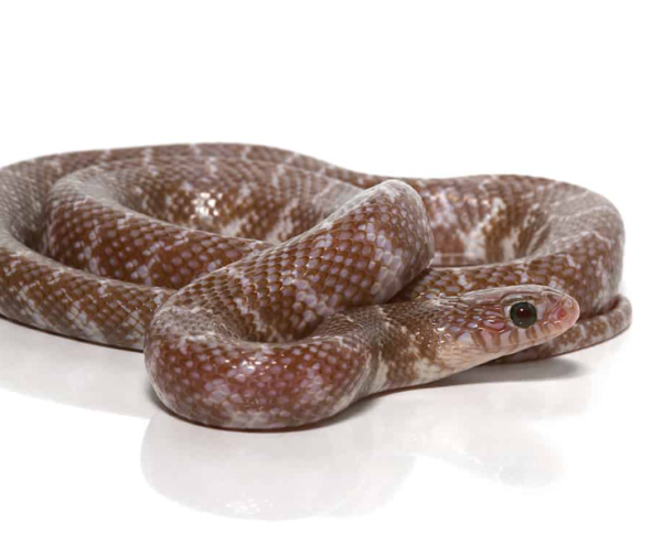 Baby Pewter Jelly Axanthic Kingsnake