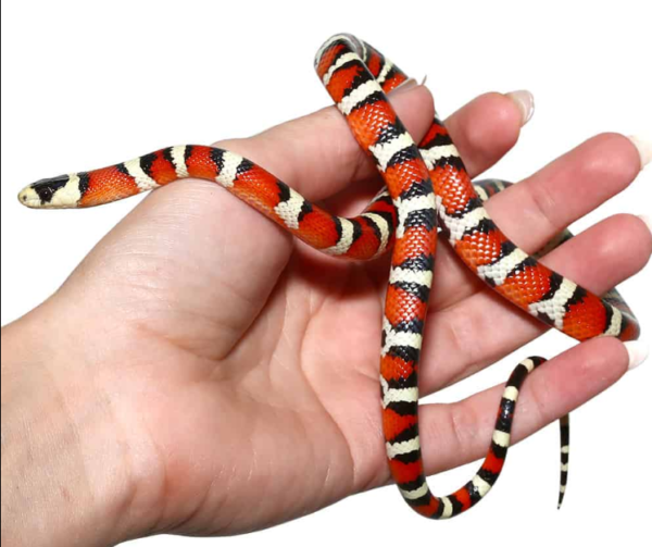 Arizona Mountain Kingsnake for sale.