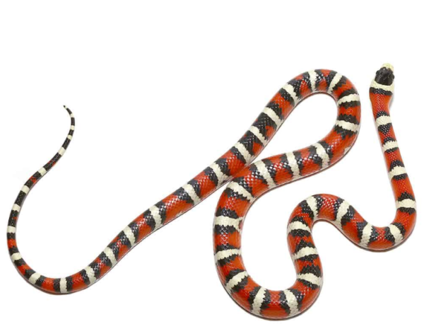 Arizona Mountain Kingsnake for sale. - Image 2