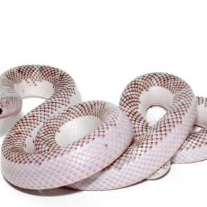 White Side Axanthic Florida Kingsnake