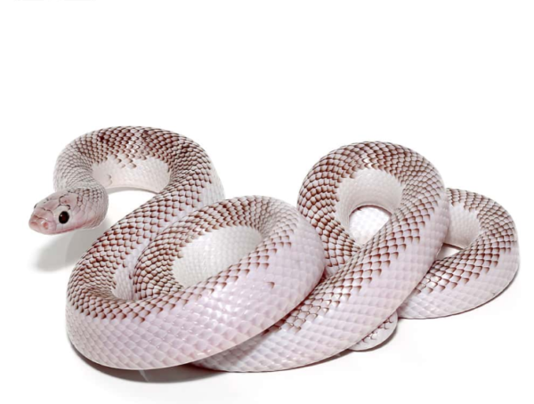 White Side Axanthic Florida Kingsnake