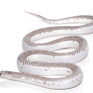 White Side Axanthic Florida Kingsnake
