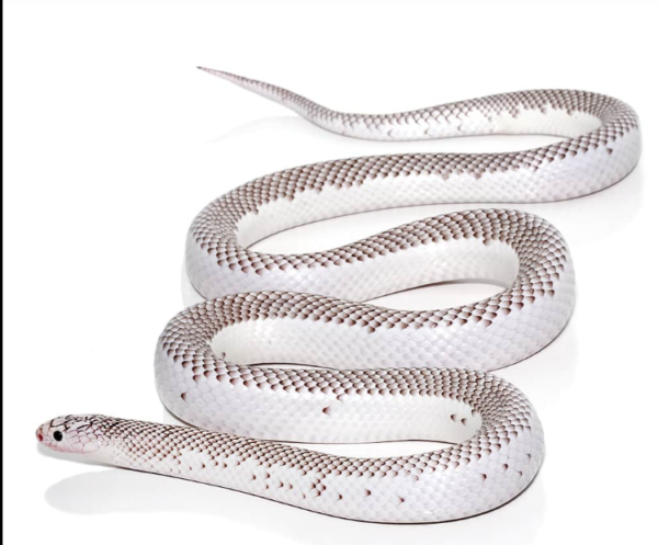 White Side Axanthic Florida Kingsnake